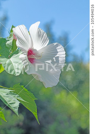 房子周圍的花，四季不同，大花瓣，初夏的霞光，白色的木槿花 105494016