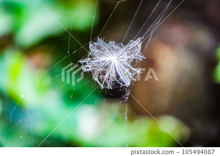 Scenery Dandelion fluff gets caught in a spider's web 105494087