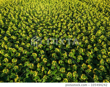 Sunset Aerial View Sunflower Field  105494242