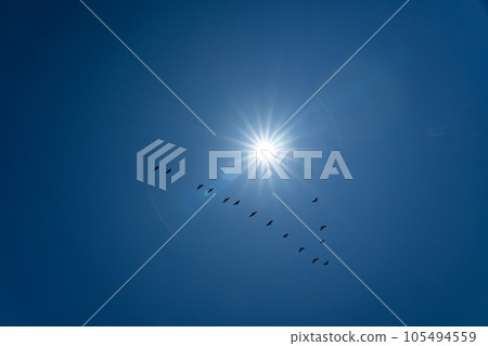 晴朗的天空和鳥兒的隊形 105494559