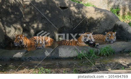 Four Amur tiger brothers and sisters cool off in a pond in the shade of midsummer trees 105494769