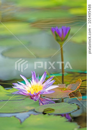 The flowers around the house, the various seasons, the aquatic plants, the awakening of early summer, the beautifully shining large petals, the water lily 105495486