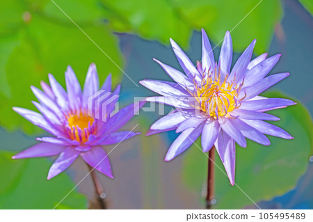 房子周圍的花，各個季節，水生植物，初夏的甦醒，美麗閃亮的大花瓣，睡蓮 105495489