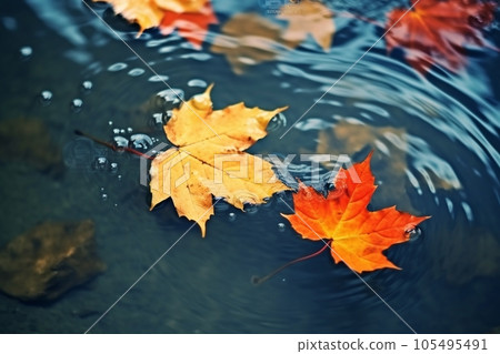 bright yellow-orange fallen maple leaves in dark blue water. Autumn natural background. autumn atmosphere image. symbol of fall season. flat lay 105495491