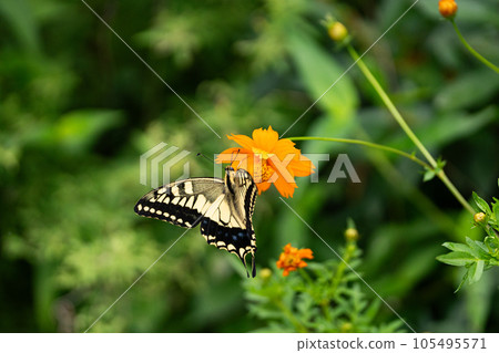Kivana cosmos and swallowtail butterfly Kivana cosmos and swallowtail butterfly 105495571
