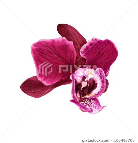 The orchid Phalaenopsis flower blossom from the side. Watercolor illustration isolated on white For card, invitations 105495703
