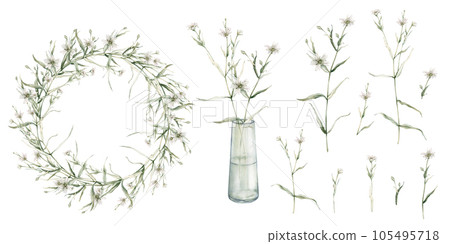 Wreath of white forest flowers in glass vase. Stellaria holostea. Clipart of meadow. Watercolor hand painting illustration on isolate white background. For design of stickers, wedding, home products. Wreath of white forest flowers in glass vase. Stellaria holostea. Clipart of meadow. Watercolor hand painting illustration on isolate white background. For design of stickers, wedding, home products. 105495718