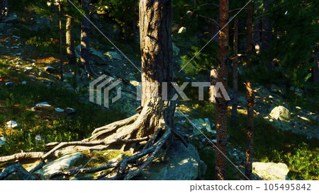 Rocky terrain supports towering coniferous forest Rocky terrain supports towering coniferous forest 105495842