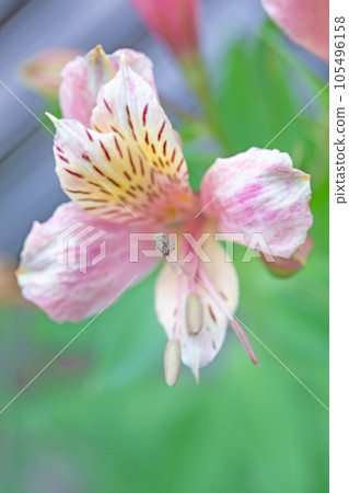 屋子周圍的花兒，不同的季節，美麗的花瓣，春天的燦爛，春天的花園裡盛開的六出花 105496158
