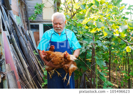 An elderly farmer with a beard in a blue apron with a red hen in his hands.  105496623