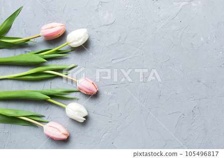 Pink and white tulips on a colored holiday frame Background. Floral spring background for March 8, birthday, mother's day. copy space top view flat lay Pink and white tulips on a colored holiday frame Background. Floral spring background for March 8, birthday, mother's day. copy space top view flat lay 105496817