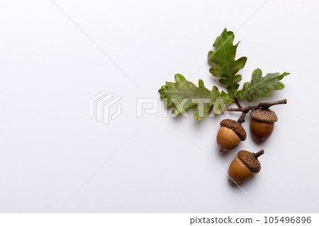 Branch with green oak tree leaves and acorns on colored background, close up top view Branch with green oak tree leaves and acorns on colored background, close up top view 105496896