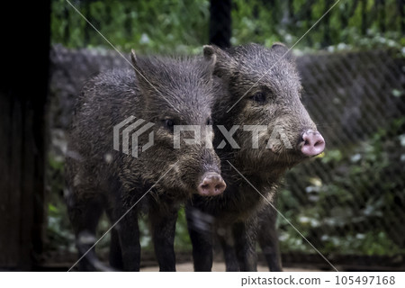 Close Collared Peccary 105497168