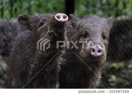 閉領西貒 105497169