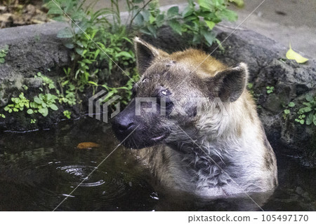 hyena in water 105497170