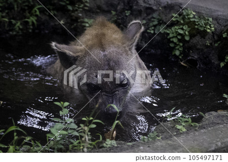hyena playing 105497171