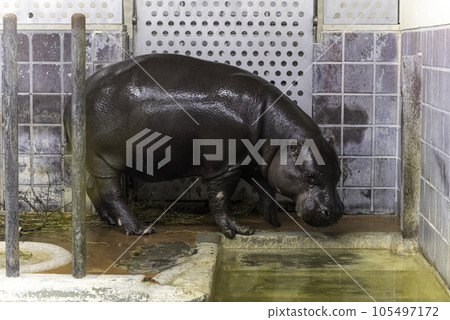 standing pygmy hippopotamus 105497172