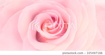 Pink peony petals blossom flowers beautiful background wallpaper 105497186