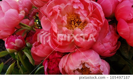 Pink peony petals blossom flowers background wallpaper Pink peony petals blossom flowers background wallpaper 105497187