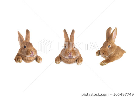 Easter bunnies for your design isolated on white background Easter bunnies for your design isolated on white background 105497749