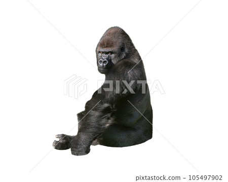 western lowland gorilla isolated on white background western lowland gorilla isolated on white background 105497902