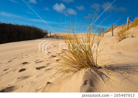 Beautiful dunesscenery of the Slowinski National Park by the Baltic Sea, Leba. Poland Beautiful dunesscenery of the Slowinski National Park by the Baltic Sea, Leba. Poland 105497913
