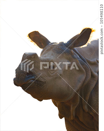 portrait rhinoceros isolated on white background 105498110
