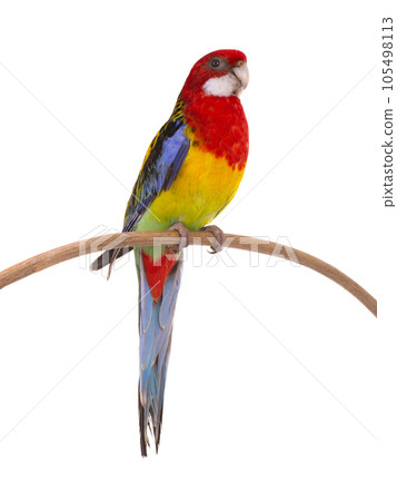 rosella parrot isolated on white background 105498113