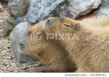 水豚依偎著 水豚依偎著 105498761