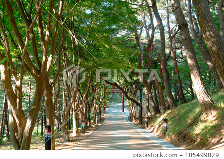 Haengjusanseong Fortress mountain forest walkway in Goyang, Korea Haengjusanseong Fortress mountain forest walkway in Goyang, Korea 105499029