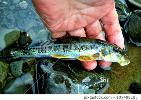 當我和朋友一起釣魚時,我釣到了一條神塚魚 當我和朋友一起釣魚時,我釣到了一條神塚魚 105499195
