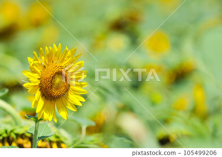 Yellow sunflower Yellow sunflower 105499206