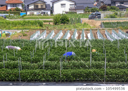 Workers at small vegetable grower's allotment, Kanazawa, Japan. 105499536