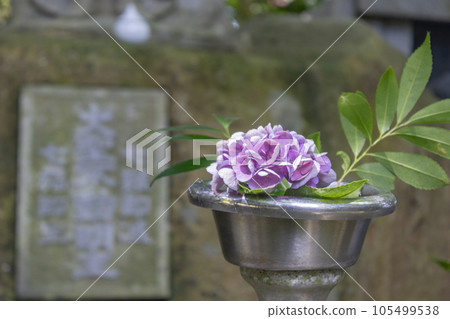 Offering of flower on tomb. Kanazawa, Japan. 105499538