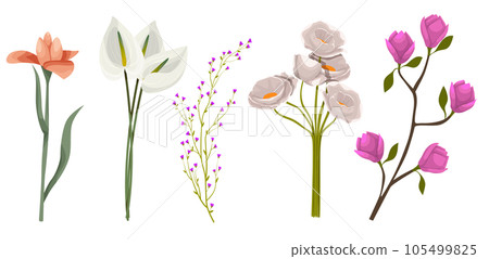 Set botanic blossom floral elements. Branches, leaves, herbs, wild plants, flowers. Garden and wild foliage, flowers, branches. Isolated vector illustration EPS10 Set botanic blossom floral elements. Branches, leaves, herbs, wild plants, flowers. Garden and wild foliage, flowers, branches. Isolated vector illustration EPS10 105499825