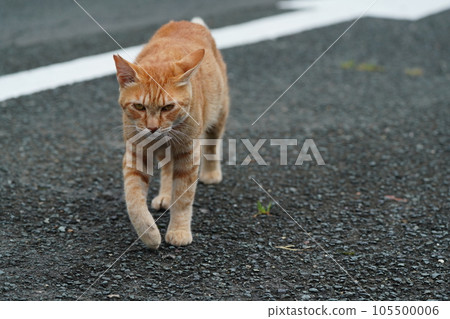 Cat walking Cat walking 105500006