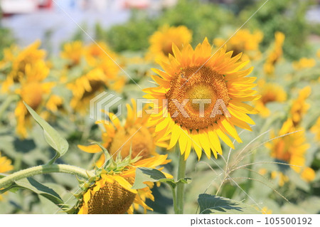 Big sunflower, large sunflower, sunflower, sunflower flower 105500192