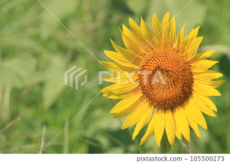 Big sunflower, large sunflower, sunflower, sunflower flower 105500273