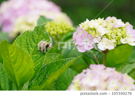 繡球花在雨季清澈盛開 繡球花在雨季清澈盛開 105500276