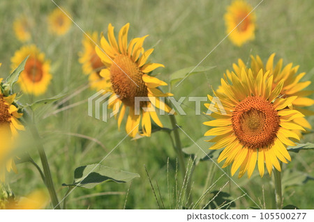 Big sunflower, large sunflower, sunflower, sunflower flower Big sunflower, large sunflower, sunflower, sunflower flower 105500277