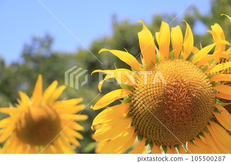 Big sunflower, large sunflower, sunflower, sunflower flower 105500287