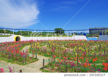 北九州市響灘綠色公園 綠色公園 世界上最長的鞦韆 105500327