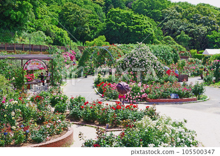 北九州響灘綠地綠園玫瑰園 北九州響灘綠地綠園玫瑰園 105500347
