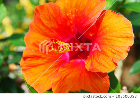 Tropical hibiscus with bright red flowers Tropical hibiscus with bright red flowers 105500358