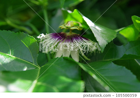 Passion fruit flower of subtropical plant Passifloraceae Passion fruit flower of subtropical plant Passifloraceae 105500359