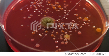 Bacteria isolated from towels 105500375