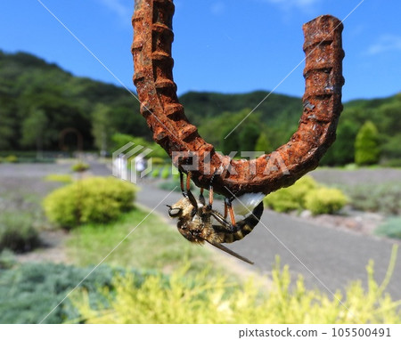 "Shioyabu" spawning upside down on a reinforcing bar 105500491