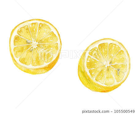 水彩畫的切片檸檬插圖 105500549