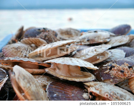 Fresh scallops landed on the coast 105500625