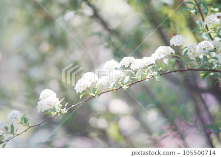 美麗的 Kodemari 花盛開背景材料 美麗的 Kodemari 花盛開背景材料 105500714